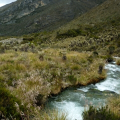 A mountain stream in Valle de los Frailejones