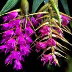 Wild orchids