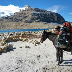 Mula de carga en el campamento