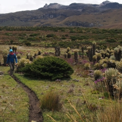 Hiking through the páramo