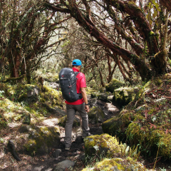 Caminando por un bosque de siete cueros
