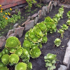 Huerta de la finca Berlín