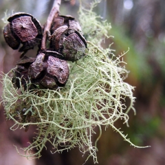 Fruto del ciprés