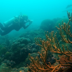 Coral cuerno de ciervo en primer plano