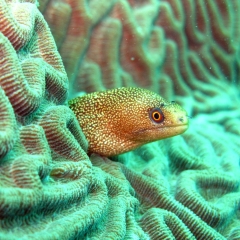 Moray eel