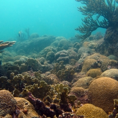 Arrecife de coral del Parque Tayrona